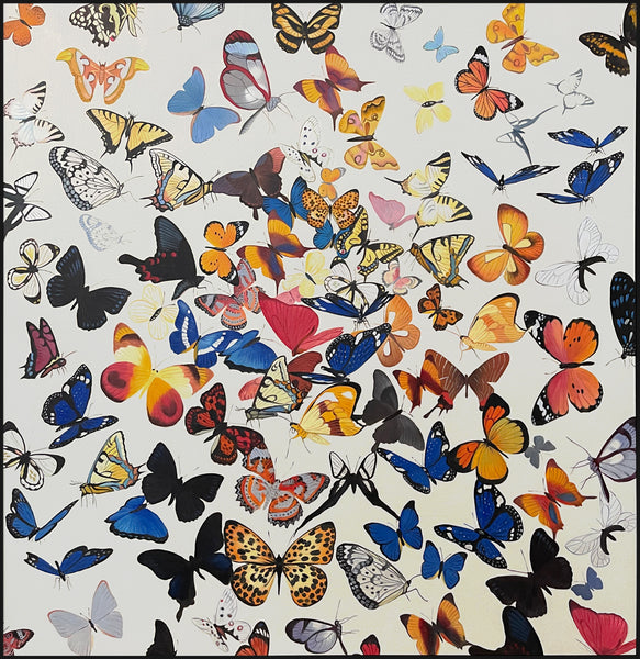 Butterfly 120cm x 120(h)cm